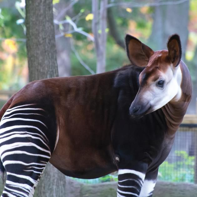 Okapi | Saint Louis Zoo