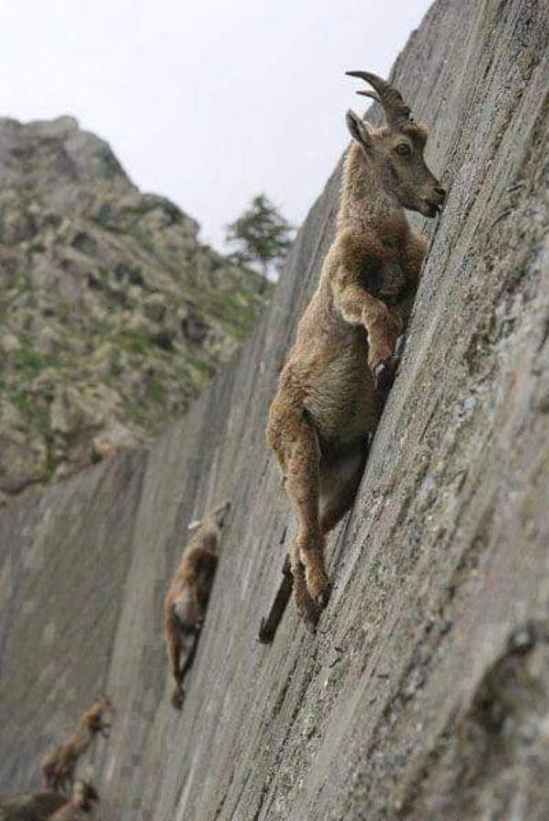 How steep of a slope can a mountain goat climb? - Quora