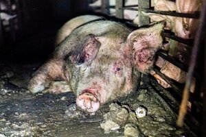 Smithfield-Circle-Four-Farms-piglets-pigs-factory-pig-aminal-cruelty-abuse-03-1506966729.jpg
