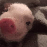 Pig 3