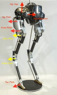 bipedal.bird.leg.robot.jpg
