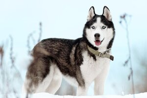 Siberian Husky standing outdoors in the winter