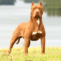 Why pitbull dog is banned in 25 countries