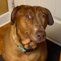 221212_gma_digital_surpriseddog_hpMain_1x1_992.jpg