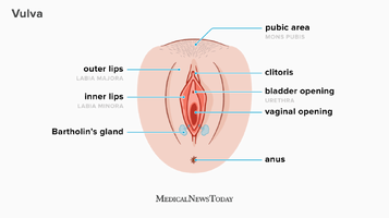 vulva-1296x728-body.png
