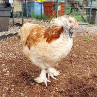 Friendliest chicken breeds for pets 2417668954