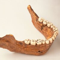 40c2b956b73eee71654ea1022c81194982 19 caveman teethrsquarew400