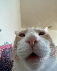 Chat attard
