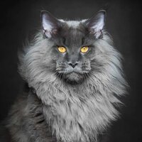MAine-Coon-Giant.jpg