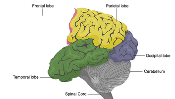 Frontallobe