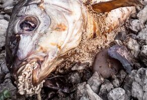 Maggots on dead fish 300x206