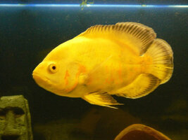 Lemon Oscar Lemon Oscar