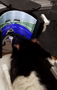 Placeholder rat playing Placeholder rat playing