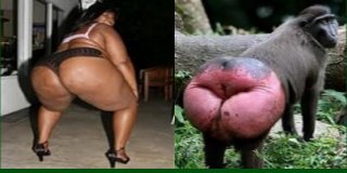 nigger (1).jpg