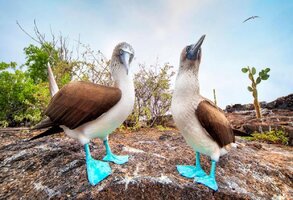 Blue footed booby 2141064775