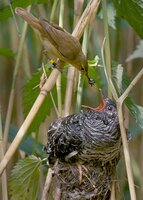 Reed warbler cuckoo Reed warbler cuckoo