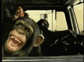 monkey-bnoc.gif