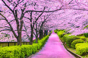 Spring-in-Tokyo-1024x683.jpg