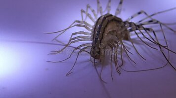 House centipede cleaning its last leg 89210413 2853492380