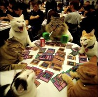 gatos_jugando_poker.jpg
