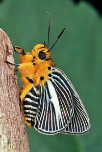 D898e8d70bb188c14aab27636ea73665  beautiful bugs beautiful butterflies1