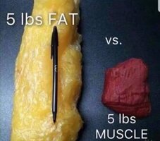 fatvsmuscle.jpg