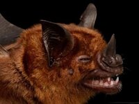 Gallery Of Bat Face.jpg