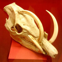 chadtusk.jpg