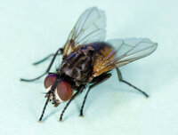 Common_house_fly,_Musca_domestica.jpg