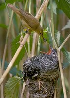 Reed warbler cuckoo Reed warbler cuckoo
