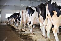 83189522 the content of cows in the barn of a dairy farm 