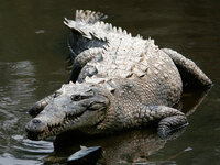 Crocodylus acutus mexico 02 edit1
