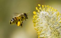 honey-bee-flowers.jpg