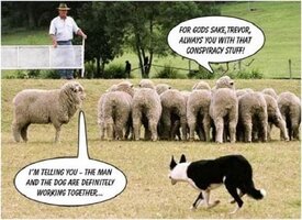 Sheep-conspiracy.jpg