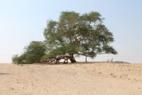 1200px Tree of Life Bahrain