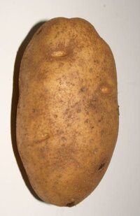 Potato Potato