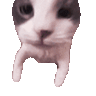 36367.gif