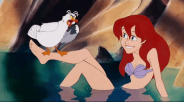 Gull Gull