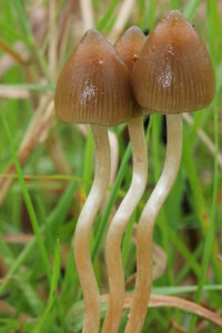 IS Liberty Cap 1