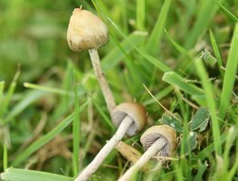 IS Liberty Cap 2