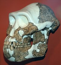 800px-Australopithecus_afarensis_Cleveland_Museum.jpg