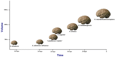 A crude plot of average hominid brain sizes over time Although after an initial