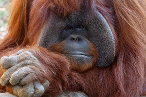 Orangutan chantek ZA 0114 b 1 750x500