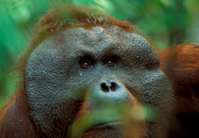 Orangutan3