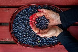 Hands_scooping_up_fresh_bilberries_picked_in_Tuntorp.jpg