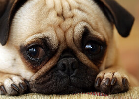 Dog10.jpg