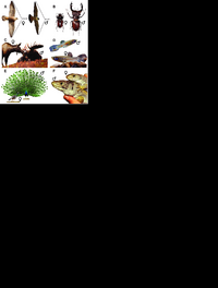 Visualization-of-some-aspects-of-sexual-dimorphism-commonly-displayed-among-animals-and.png