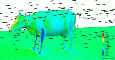 cow-airflow.gif