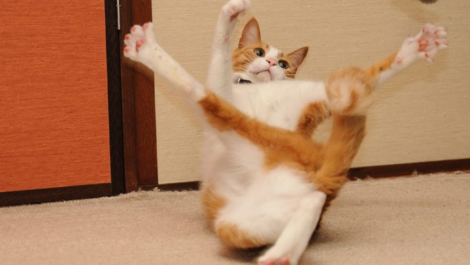 cattime.com