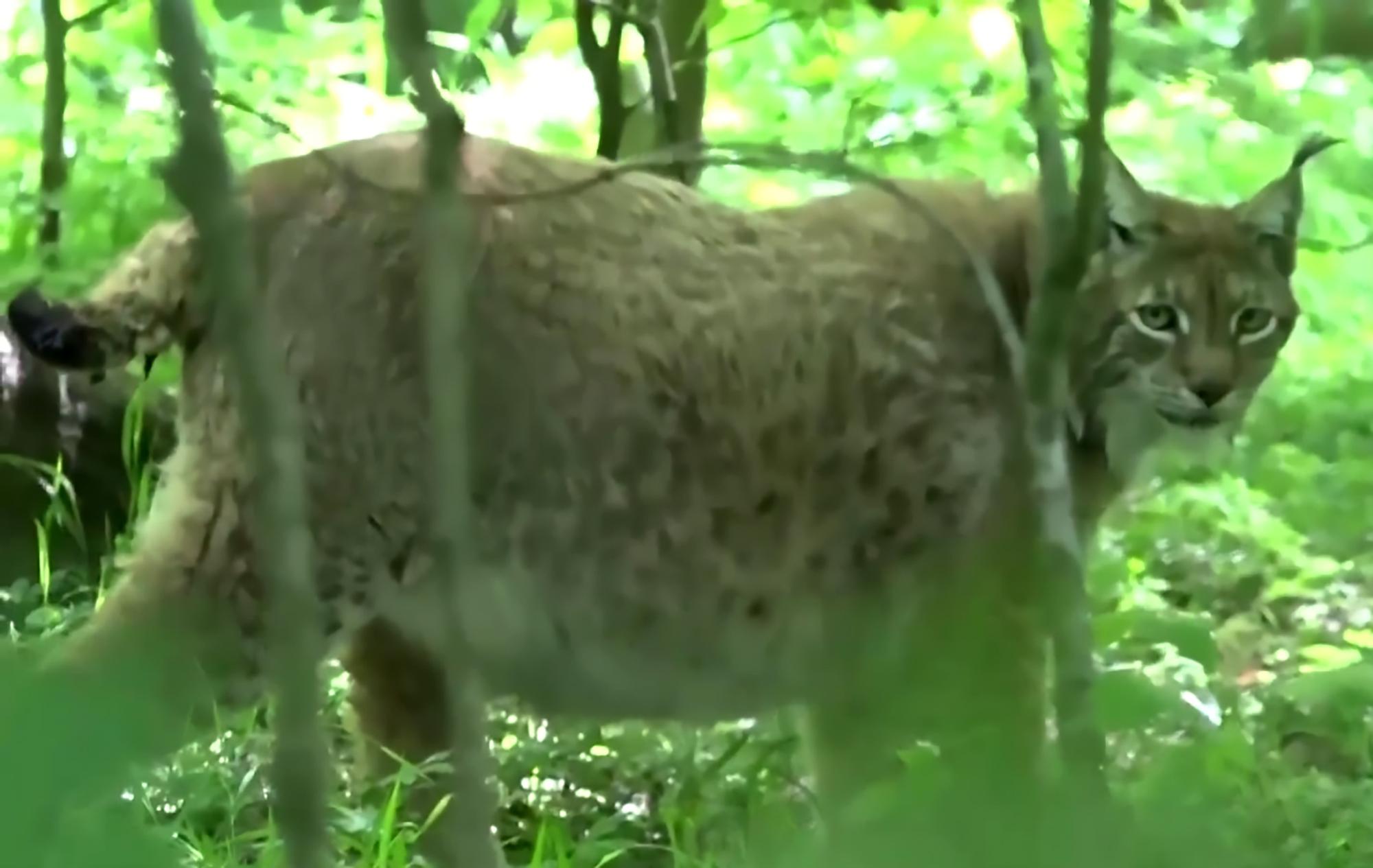  Rufus was neutered after the zoo decided there was no need for him to breed